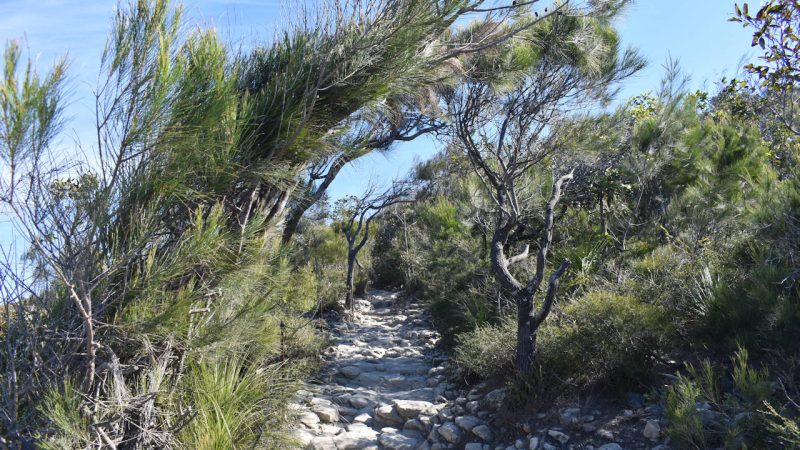 Wind-swept brush over a rocky trail on Mount Coolum