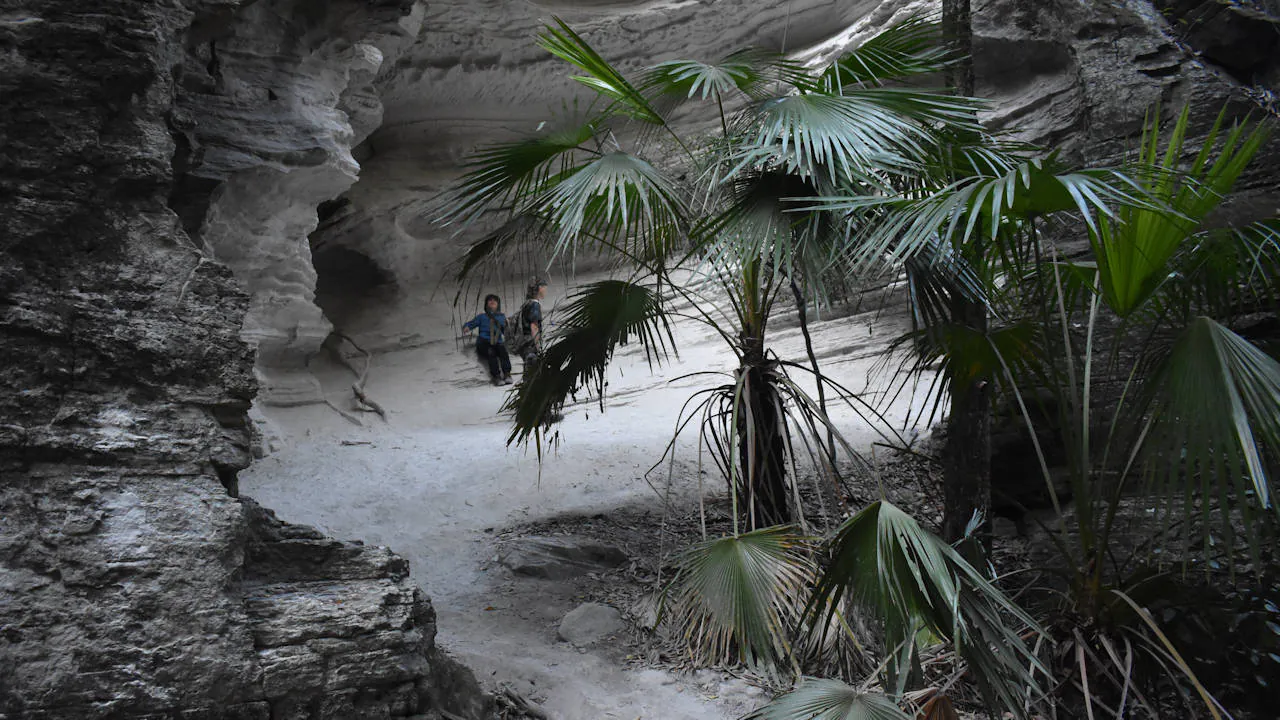White cave in the side of dark sandstone cliff wall, path entering with a palm tree next to it