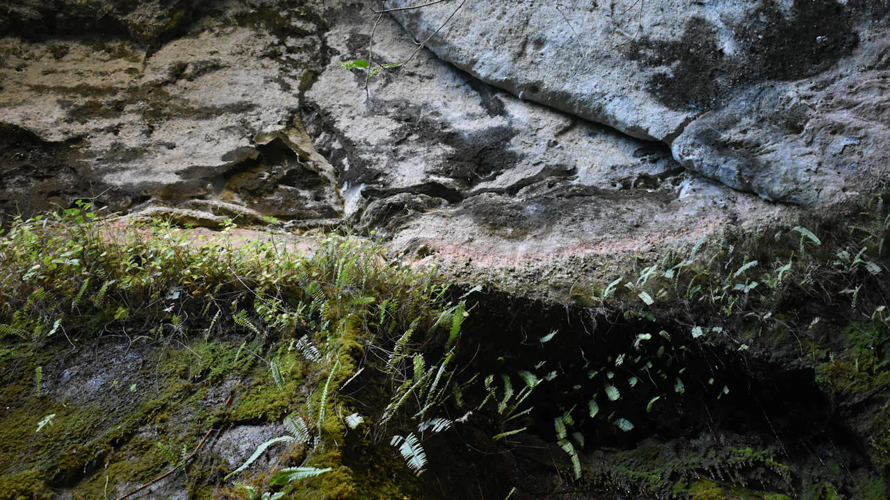 Sandstone rock cliff face on a harder rock base, showing greenery where water seeps out