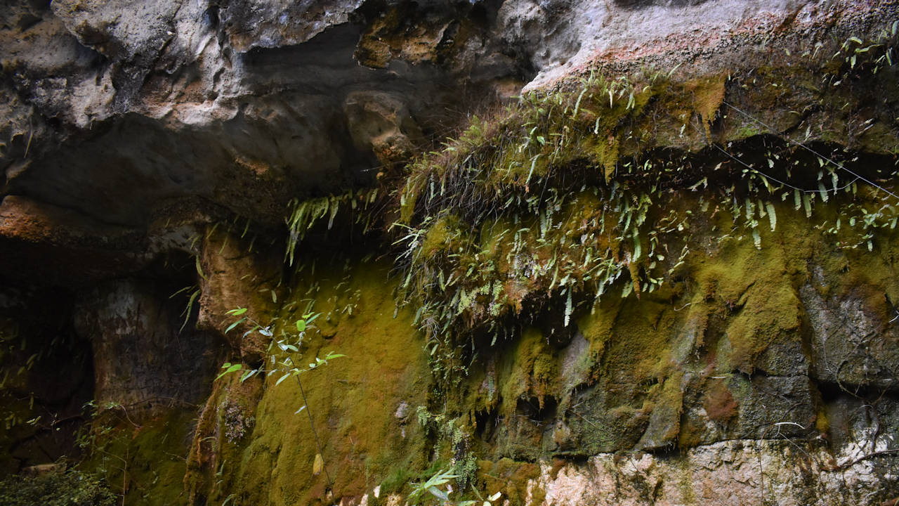 Moss covered sandstone rock wall