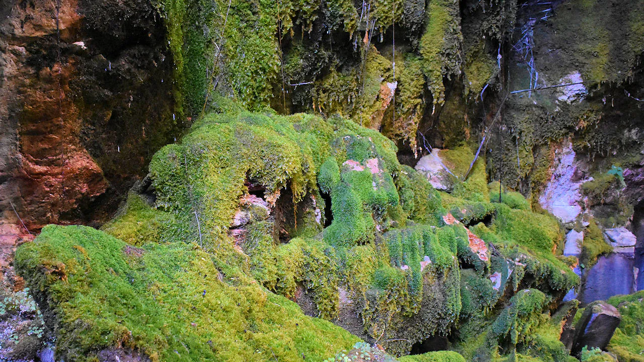 Moss covered rocks at the Moss Garden in Carnarvon Gorge