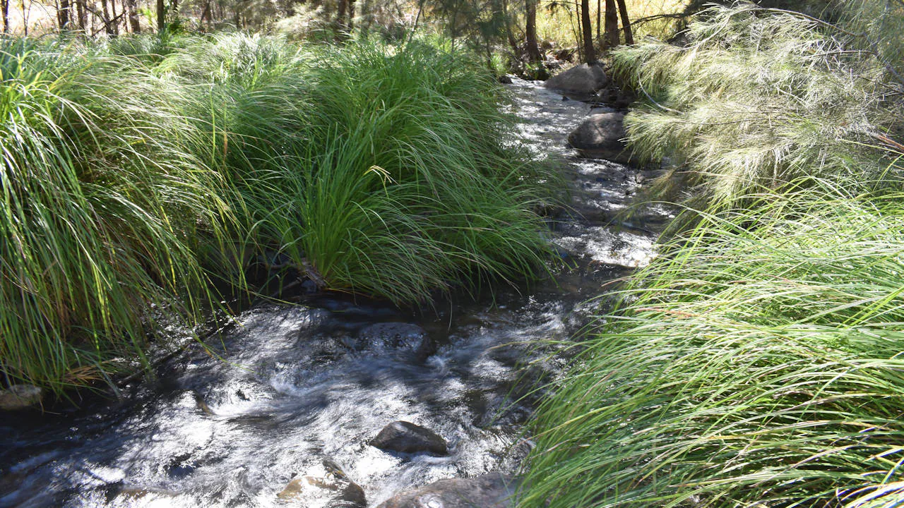 Water flowing in a rocky creek between green grasses