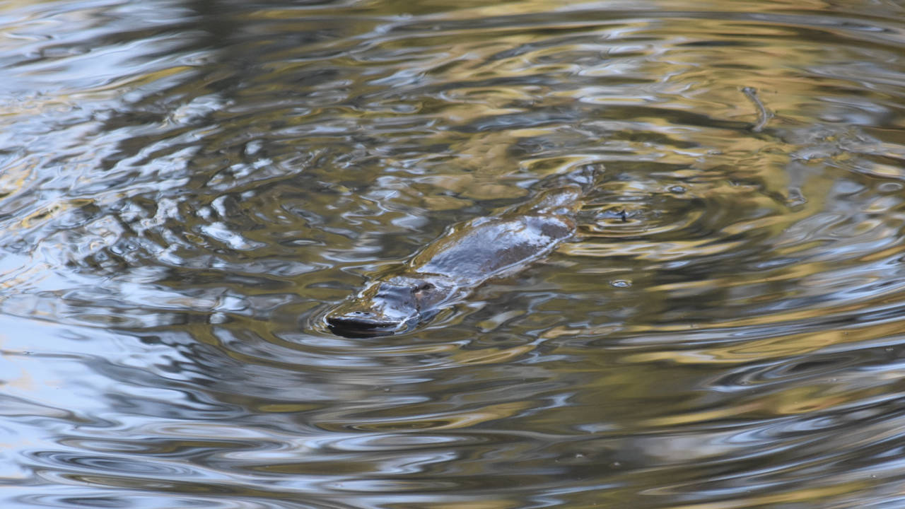 Platypus swimming in a waterhole, taken at Carnarvon Gorge on the walk between the Rock Pool and Nature Trail