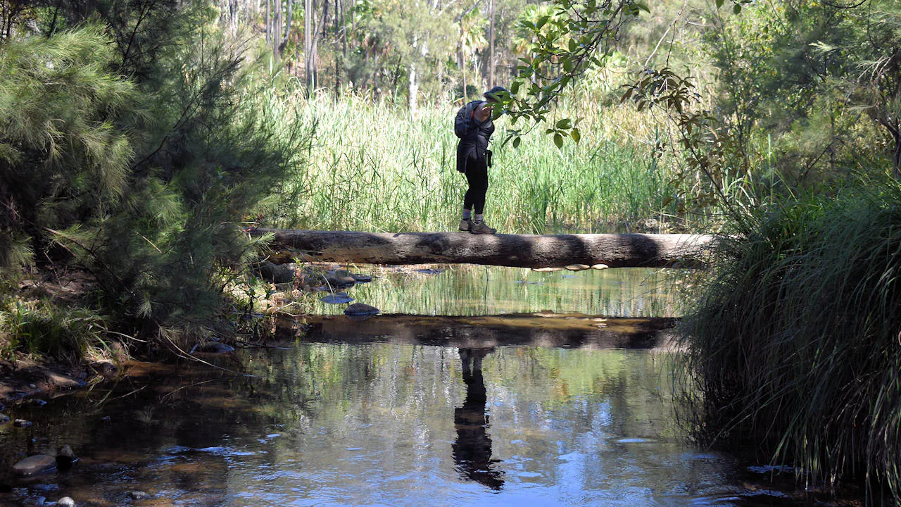Crossing a creek on a log spanning over it, at the Rock Pool in Carnarvon Gorge
