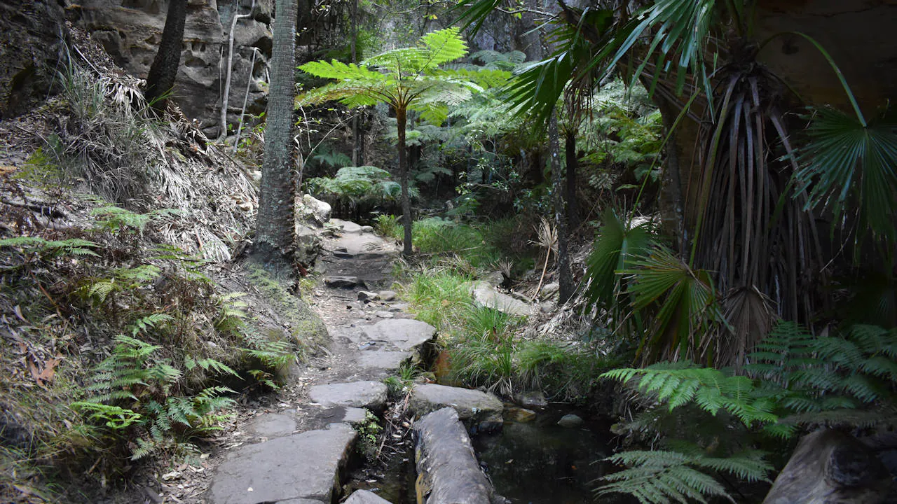 Green ferns and walking trail beside a creek, inside a canyon in Carnarvon Gorge