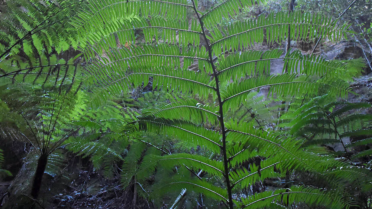 King ferns taken in Wards Canyon at Carnarvon Gorge, only place not on the coast the king ferns can be found