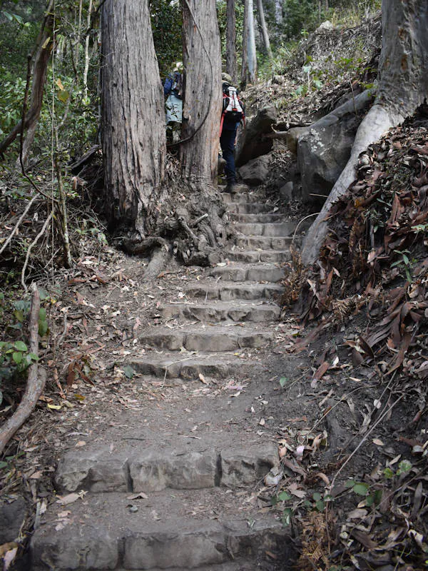 Stone stairs on a bush trail