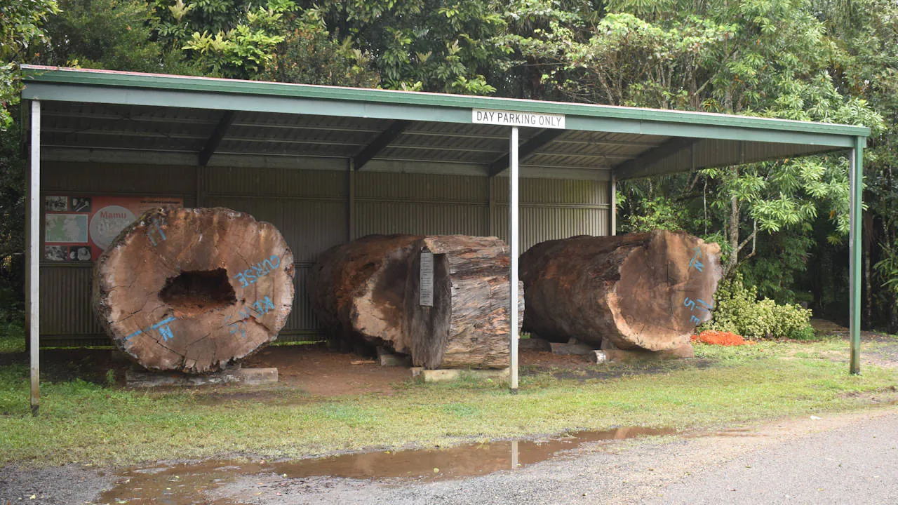Log pieces of a 870 year old Giant Kauri Pine Tree that fell in 2003 unable to hold its own weight